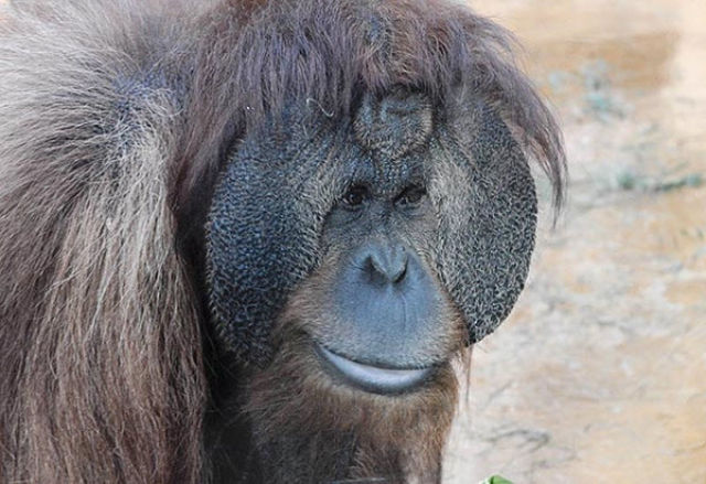 Orangutans and Their Nuts (9 pics)