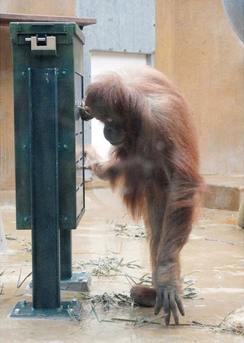 Orangutans and Their Nuts (9 pics)