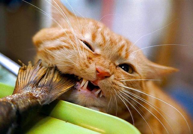 These funny animals (63 pics)
