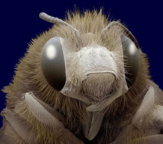 The Wonders of the Electron Microscope (12 pics)