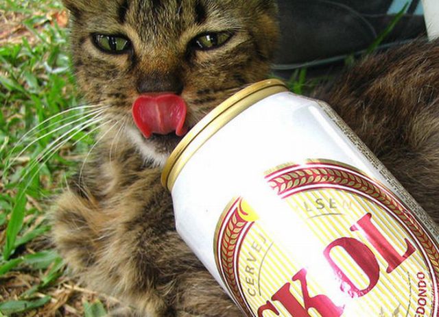 Cats Also Drink Beer (25 pics)