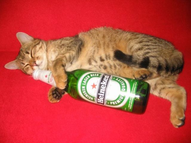 Cats Also Drink Beer (25 pics)