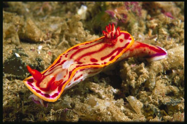 Amazing Sea Slugs 31 Pics
