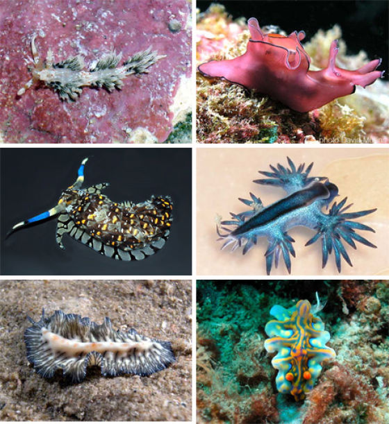 Amazing Sea Slugs (31 pics)