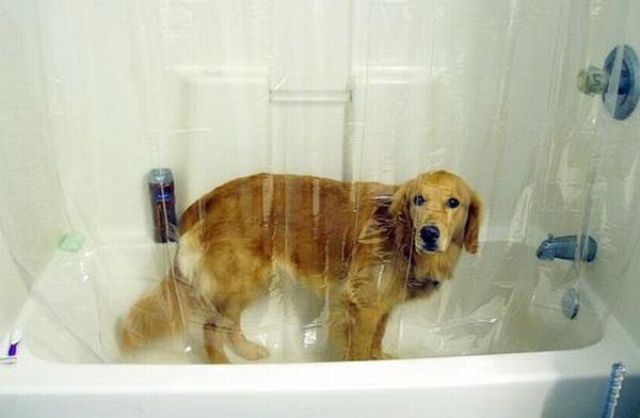 Bath Time for Dogs (29 pics)