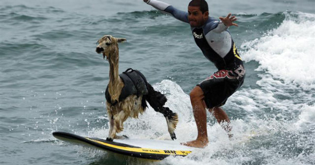 Watch Alpaca Surf! (5 pics)