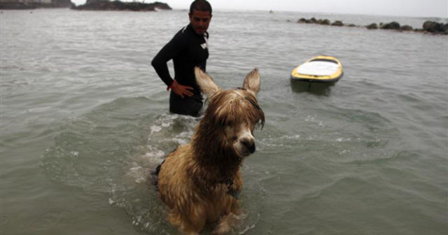 Watch Alpaca Surf! (5 pics)