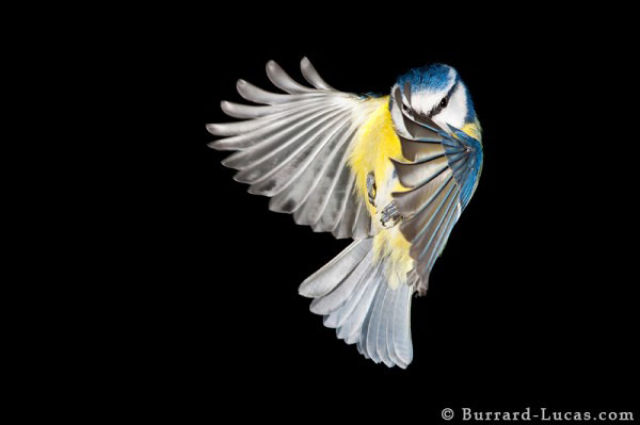 Freeze Time With High Speed Photography (28 pics)
