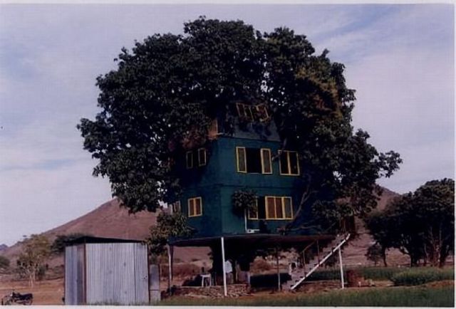Mango Tree House (11 pics)