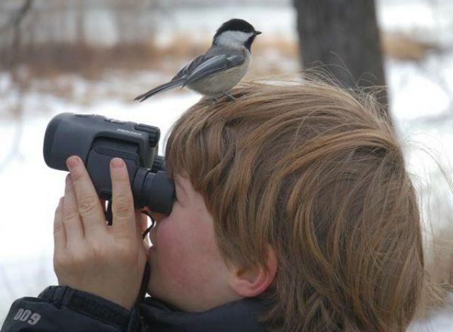 Bothersome Birds (47 pics)