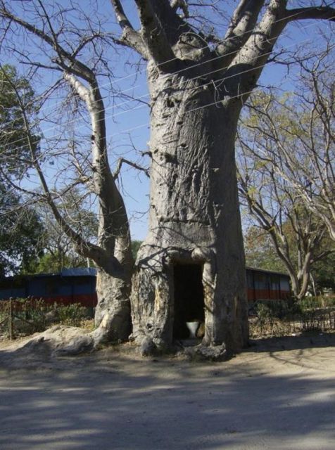 A Very Practical Tree (4 pics)
