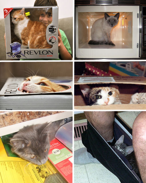 Funny Ways To Store Your Cats (101 pics)