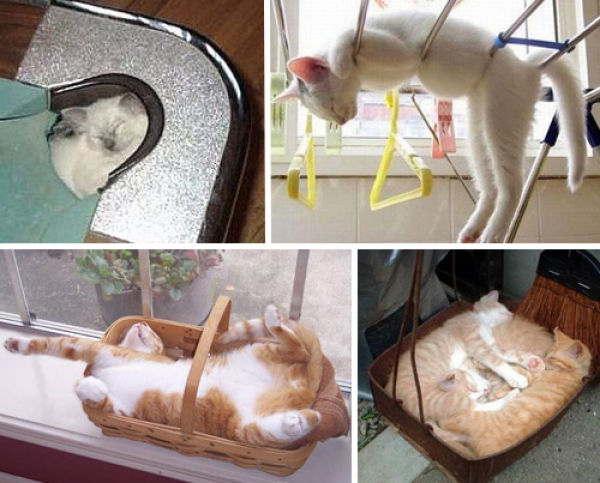 Funny Ways To Store Your Cats (101 pics)