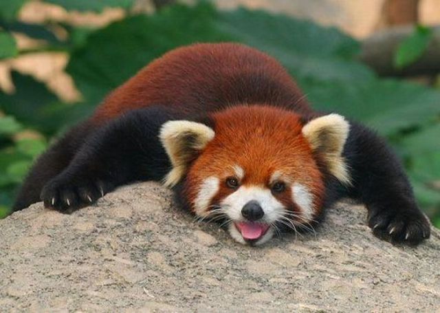 Exotic Red Panda or “Shining Cat” (21 pics)