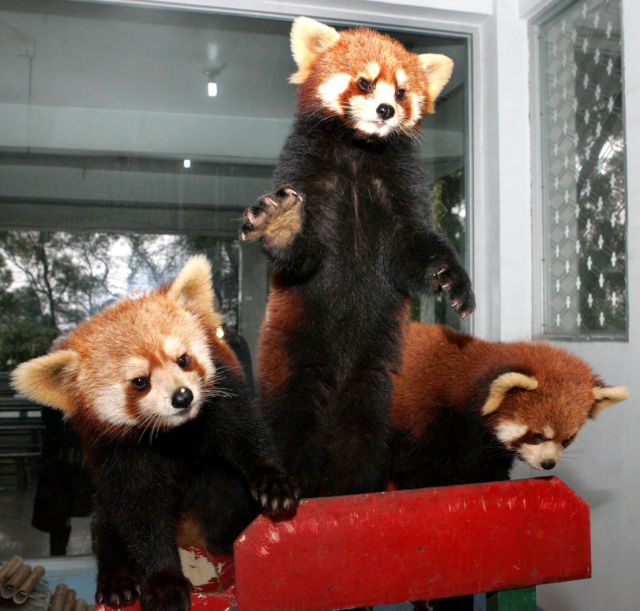 Exotic Red Panda or “Shining Cat” (21 pics)