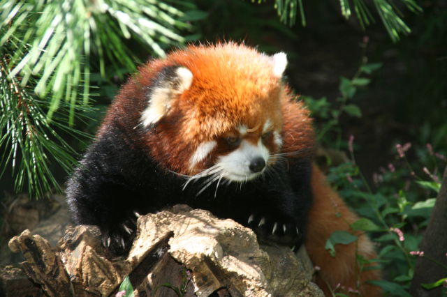 Exotic Red Panda or “Shining Cat” (21 pics)