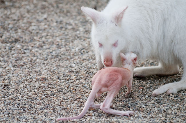 Albino Kangaroos (7 pics)