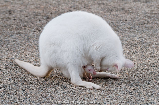 Albino Kangaroos (7 pics)