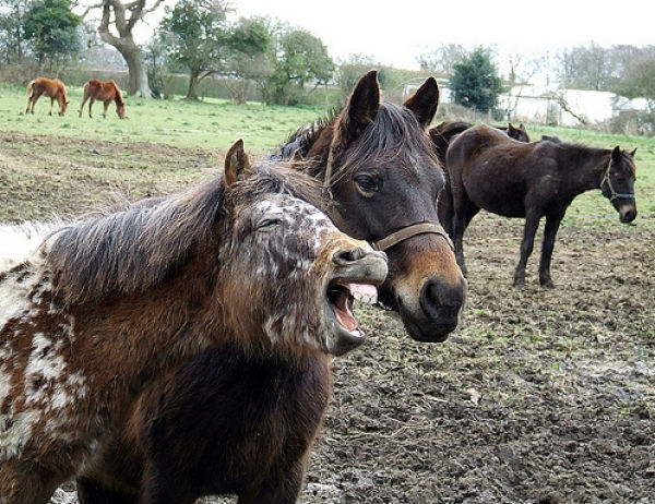 Funny Horse Photobombs (23 pics)