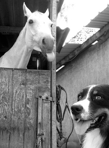 Funny Horse Photobombs (23 pics)