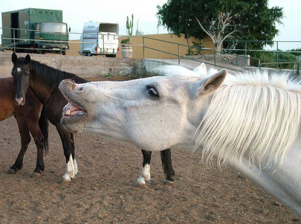 Funny Horse Photobombs (23 pics)