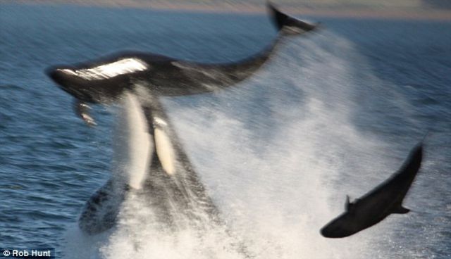 Killer Whale Attacking a Dolphin (3 pics)
