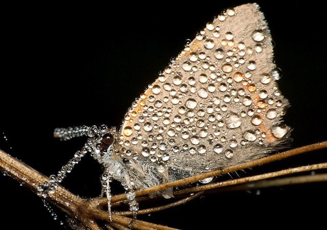 Wonderful Pictures with Insects and Dew (10 pics)