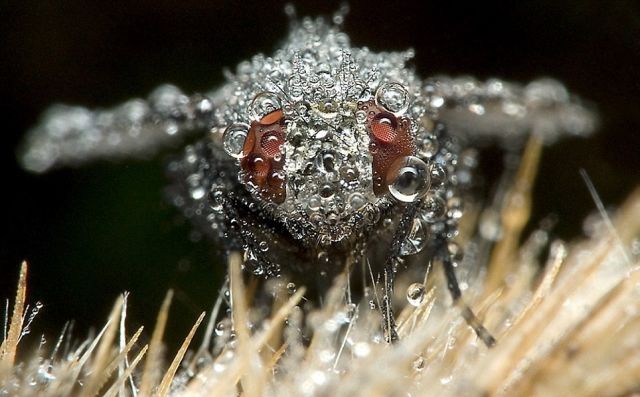 Wonderful Pictures with Insects and Dew (10 pics)