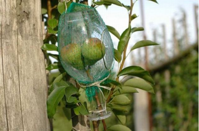 A Bottle with Large Pears Inside (9 pics)