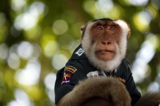 A Cop Monkey (9 pics)