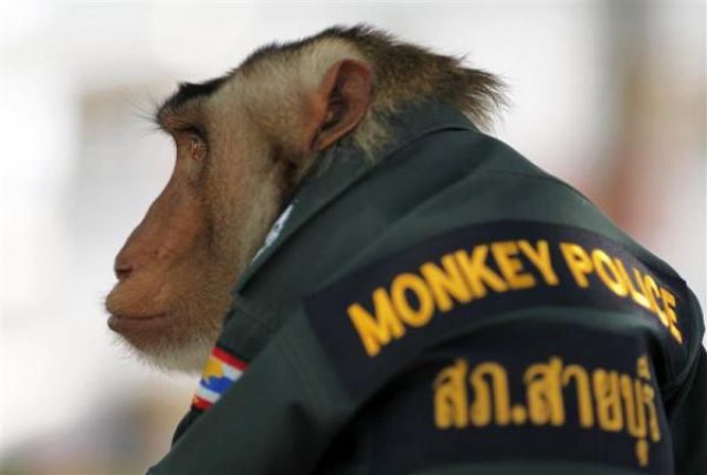 A Cop Monkey (9 pics)