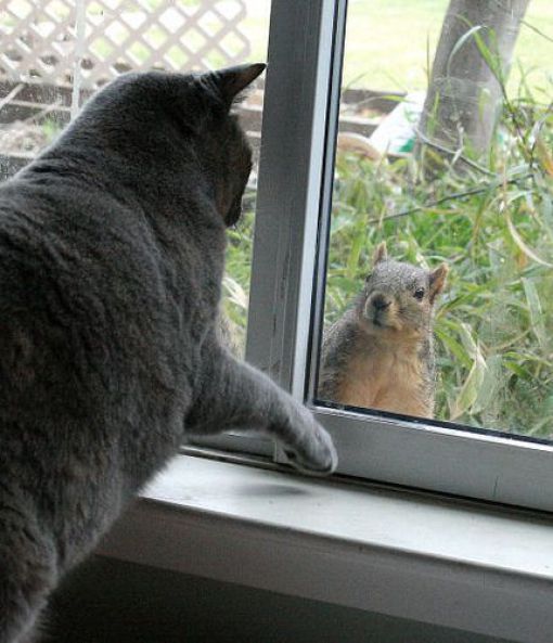 These funny animals (47 pics)