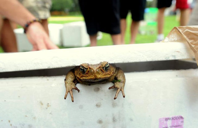 Australian Frog Roundup (16 pics)