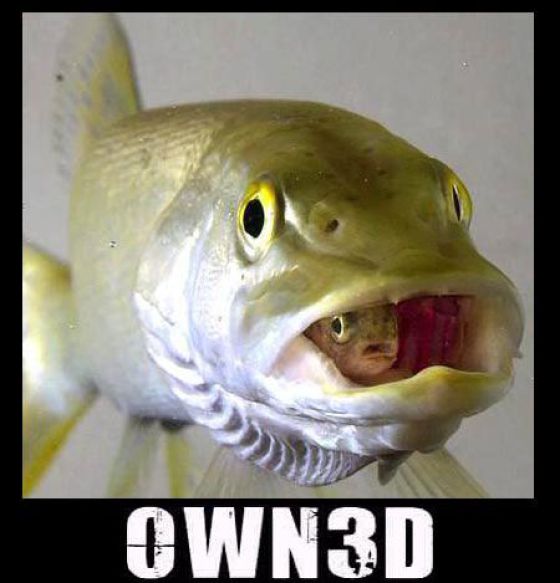 OWN3D (44 pics)