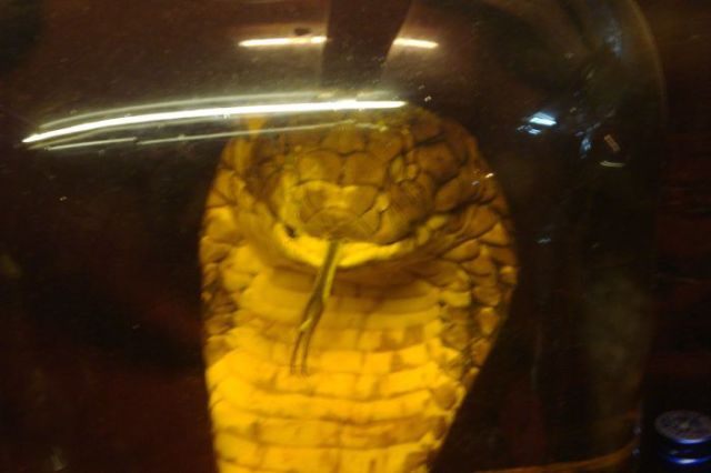 Snake Wine (24 pics)