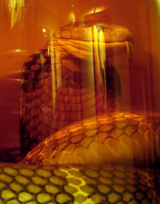 Snake Wine (24 pics)