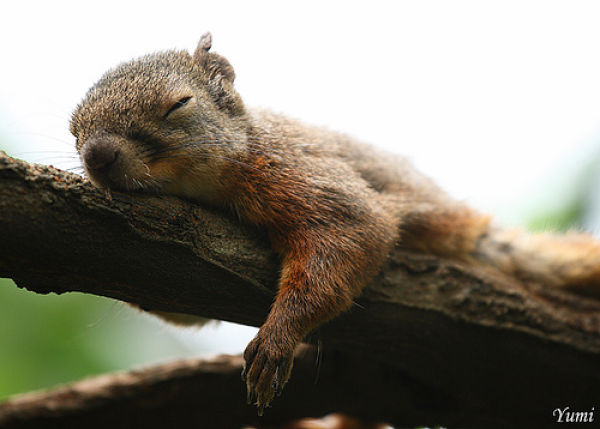 The Laziest Squirrels in the World (17 pics)