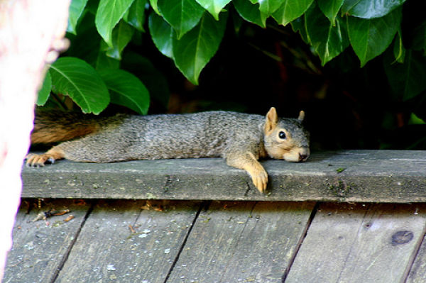 The Laziest Squirrels in the World (17 pics)