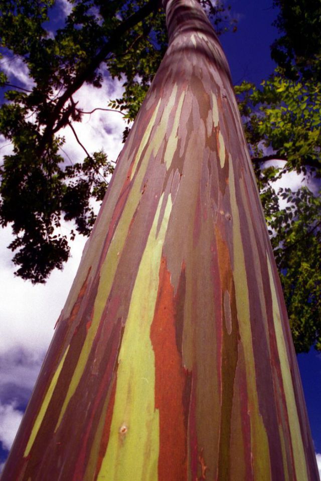 Colorful Eucalyptus (7 pics)