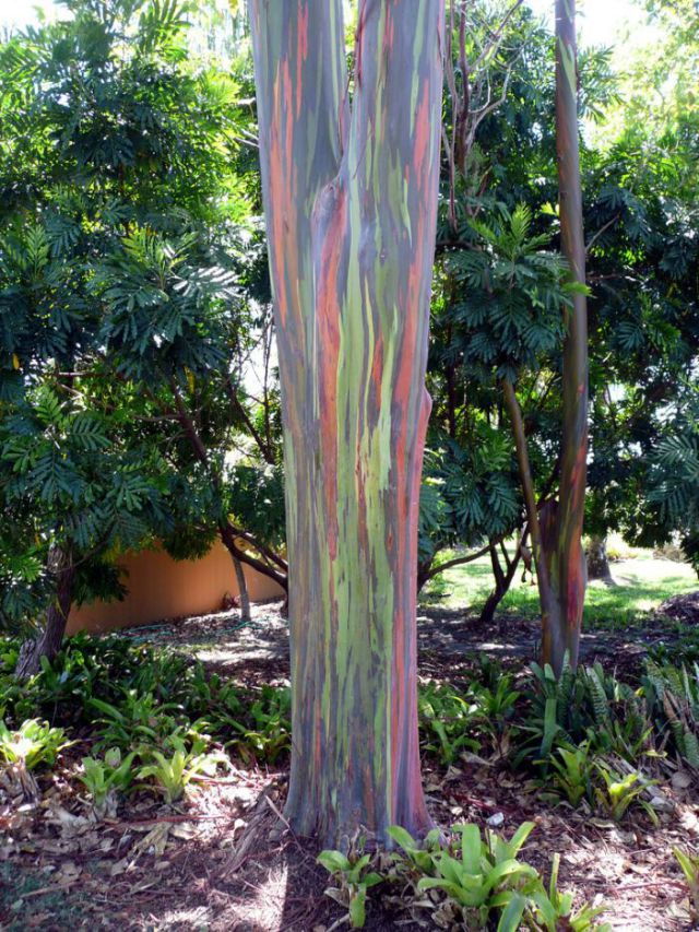 Colorful Eucalyptus (7 pics)