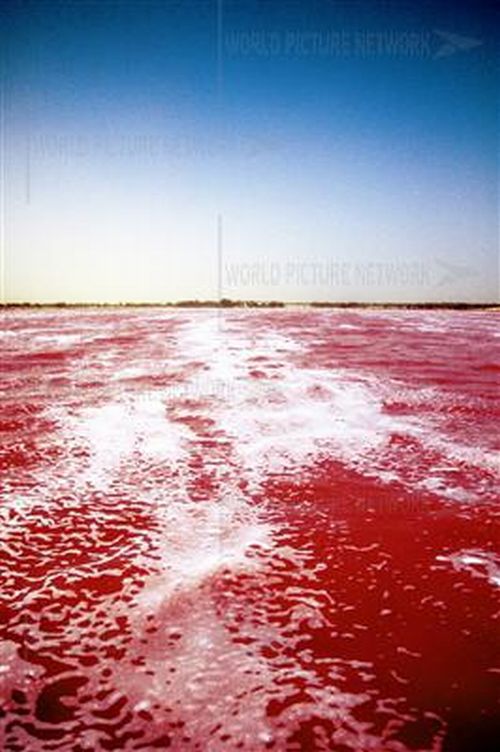 Pink Lake in Senegal (20 pics)