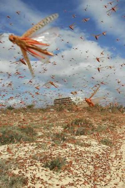 Swarms of Different Insects (27 pics)