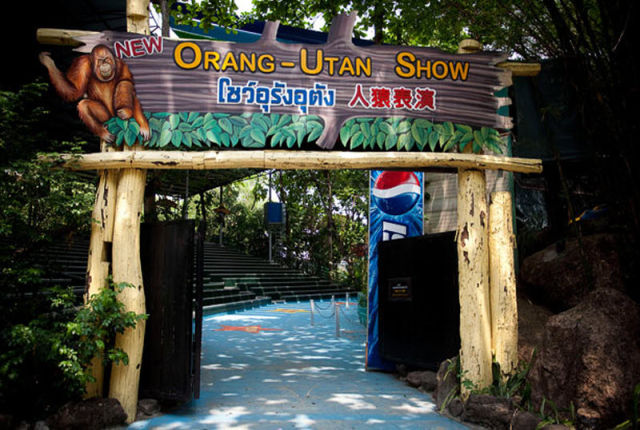 Orangutan Boxing Show (14 pics)