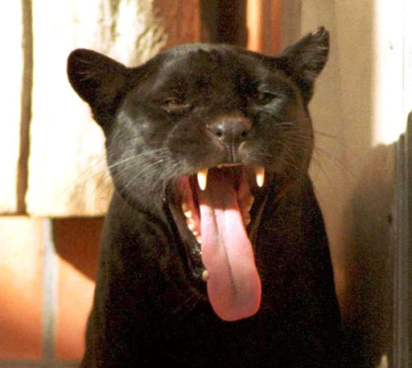 Yawning is Contagious (41 pics)