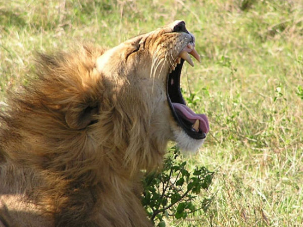 Yawning is Contagious (41 pics)