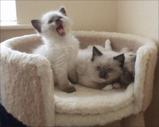 Yawning is Contagious (41 pics)