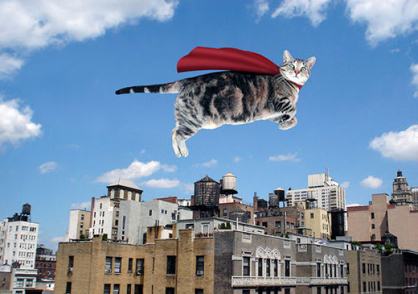 Cats that Can Fly (59 pics)