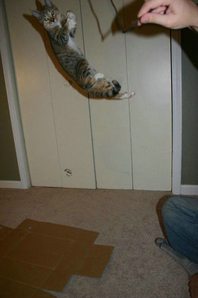 Cats that Can Fly (59 pics)
