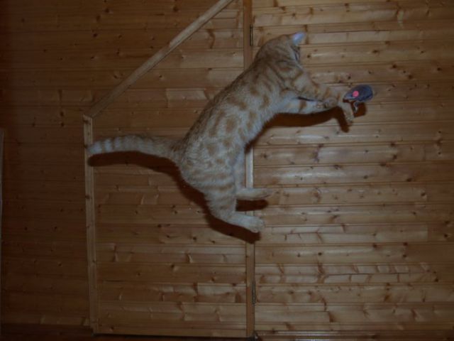 Cats that Can Fly (59 pics)