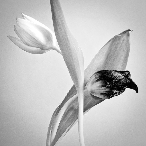 Fantastic Black and White Photos (123 pics) - Izismile.com